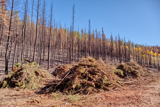 Forest recovery efforts underway after Dragon Bravo Wildfire impacts Grand Canyon North Rim area in 2025