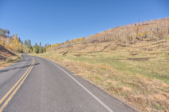 Devastation on cape royal road at grand canyon north rim from dragon bravo wildfire in 2025