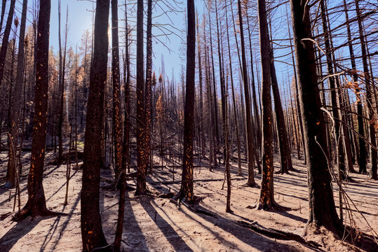 Wildfire aftermath at Grand Canyon North Rim in Arizona shows charred trees and a barren landscape after the Dragon Bravo Wildfire in 2025