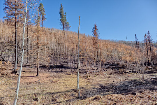 Devastation in Grand Canyon North Rim Arizona after Dragon Bravo Wildfire in 2025