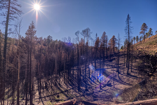 Devastated forest at Grand Canyon North Rim Arizona after Dragon Bravo Wildfire in 2025 impacting the environment and wildlife