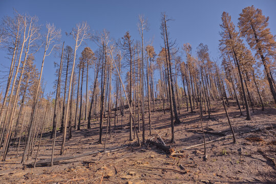 Wildfire aftermath shows devastation at Grand Canyon North Rim in Arizona