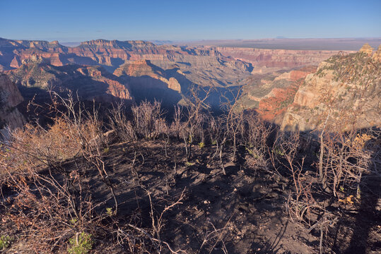 Burned terrain at Roosevelt Point shows impacts of Dragon Bravo Wildfire in Grand Canyon North Rim Arizona