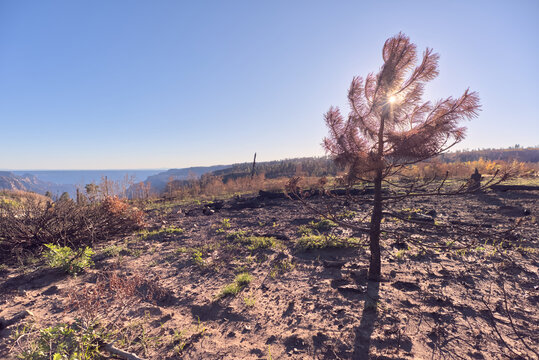 Forest recovery in Grand Canyon North Rim Arizona after Dragon Bravo Wildfire in 2025