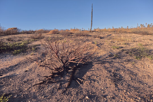 Devastated forest in Grand Canyon North Rim Arizona after Dragon Bravo Wildfire of 2025