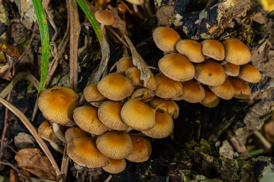 The Conifer Tuft specialises on coniferous dead wood. The stipes are often bent and they grow in tight clumps. The parasol flattens as they grow