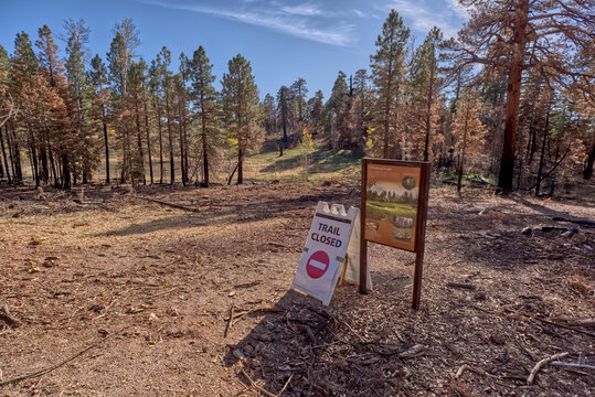 Closure of Greenland Lake Trail due to damage from Dragon Bravo Wildfire in Grand Canyon North Rim Arizona