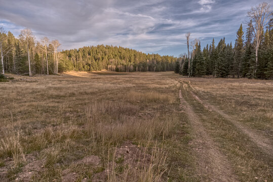 Pond in Little Pleasant Valley surrounded by trees and grass in the Kaibab National Forest