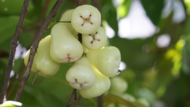 Fresh Rose Apples (Wax Apples) Growing on Tree Branch in Natural Light