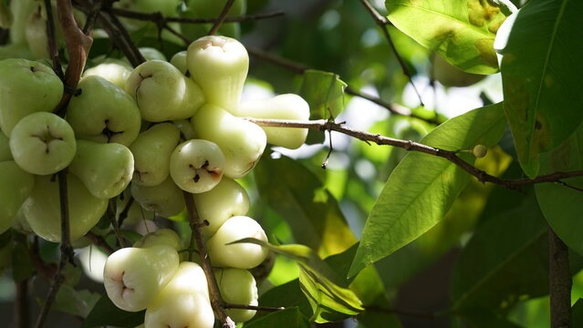 Cluster of Fresh Wax Apples Hanging on Tree Branch in Sunlight