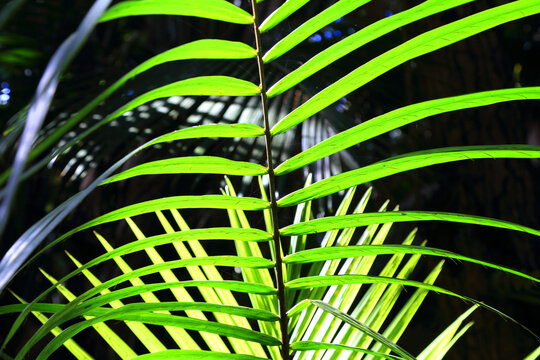 Green palm fronds in Valle De Mai rainforest with sunlight filtering through the leaves in Seychelles