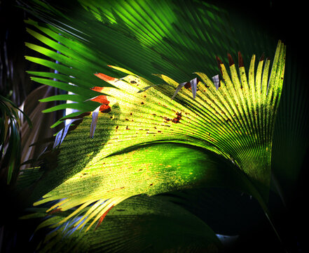 Lush green palm leaves illuminated by sunlight in the Valle De Mai rainforest in Seychelles