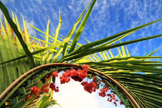 Bright red flowers frame the sky with green leaves on Praslin Island in Seychelles during sunny weather