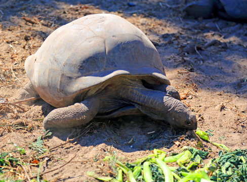 Giant tortoise feeding on greens in La Digue, Seychelles during daylight