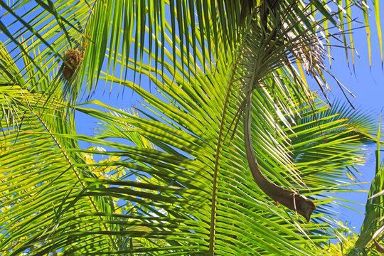 Sunlight filters through palm leaves at a beach in Seychelles during the day in La Digue
