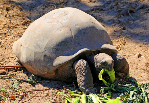 Giant tortoise feeds on greens in natural habitat during daytime in Seychelles