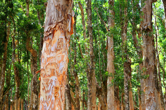 Explore the natural beauty within Black River Gorge National Park in Mauritius filled with lush trees and diverse vegetation