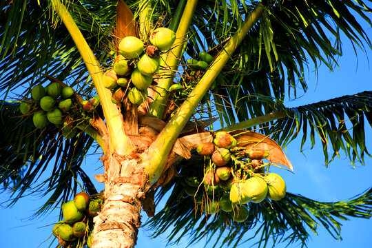 Palm trees show coconuts thriving under the blue sky in Mauritius near the coast of Point aux Piments