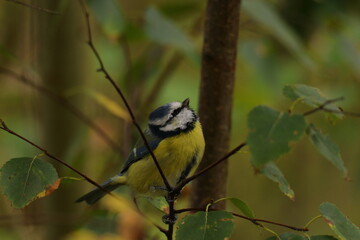 Obraz premium the swedish bird looking for food
