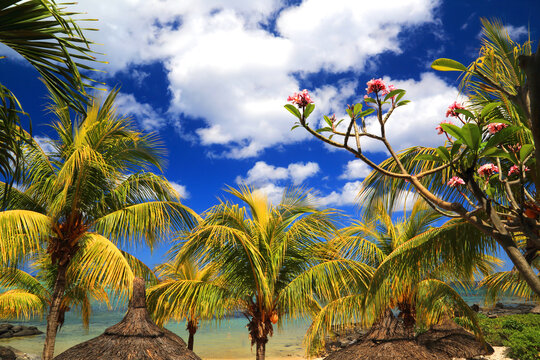 Blossom and palm trees under a bright sky in Flic en Flac, showcasing nature's colors and forms in a tropical setting in Mauritius