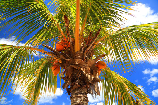 Palm trees with coconuts growing under blue sky in Flic en Flac, Mauritius presenting a tropical scene