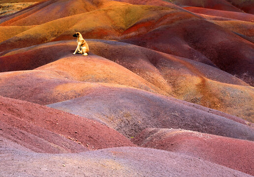 Colorful layers of earth attract a dog in the sand dunes of Seven Coloured Earths in Mauritius during daylight hours