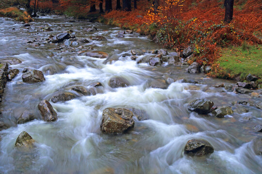 Mountain river flows through autumn landscape near Wastwater Lakeside in Western Lake District, Cumbria, UK displaying changing colors