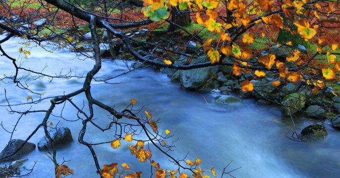 Mountain river flows past colorful autumn leaves near Wastwater in the Lake District of Cumbria, UK during a cool day