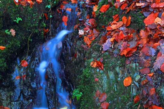 Water flows around autumn leaves in Stock Ghyll Force in Ambleside situated in Lake District, Cumbria region of the United Kingdom