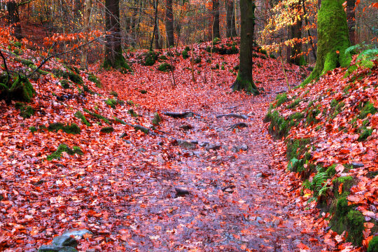 Walking path through autumn leaves in a forest setting in Lake District, Cumbria, UK for nature lovers and hikers