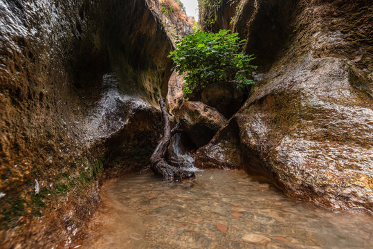 Water flows past tree roots and rocks in a narrow canyon in Granada, Spain, surrounded by natural formations and greenery