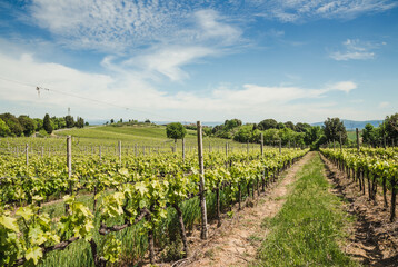 Obraz premium Vineyard in Rows Tuscany near Siena, Italy 
