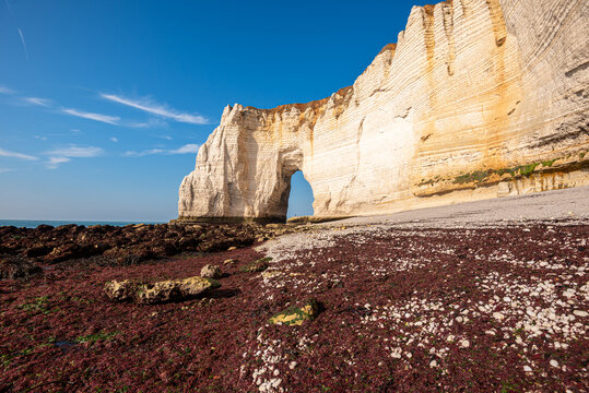 Dramatic coastal scene shows Manneporte sea arch and chalk cliffs with red seaweed in front under bright blue skies in Normandy