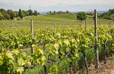 Obraz premium Vineyard in Rows Tuscany near Siena, Italy 
