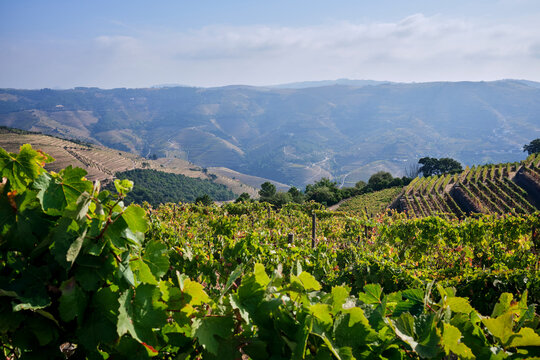 Douro Valley vineyards showcase the beauty of grape cultivation in Portugal's stunning landscape under a clear sky