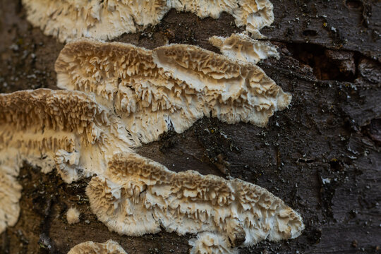 Split-pore polypore fungus grows on decaying wood in a forest setting during the autumn season showcasing its distinctive layered texture and coloration