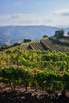 Vineyards in Douro Valley show rows of grape plants under sunlit sky in Portugal