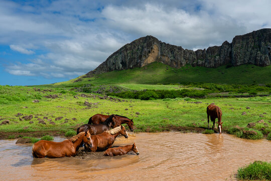 Horses gather at a waterhole on Easter Island, Rapa Nui, Chile during a sunny day