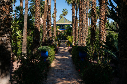 Exploring the pathways of Majorelle Garden with palm trees and vibrant plants in Marrakech, Morocco