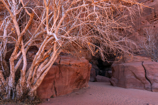 Visit to the Wadi Rum desert with rocky formations and a bare tree during the afternoon