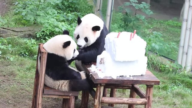 Mother Panda with her cub , Hao Qi and Qi Ying, with a table full of ice, Chongqing, China