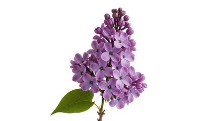 Purple lilac flower cluster with green leaf, isolated on transparent background © Nicolas