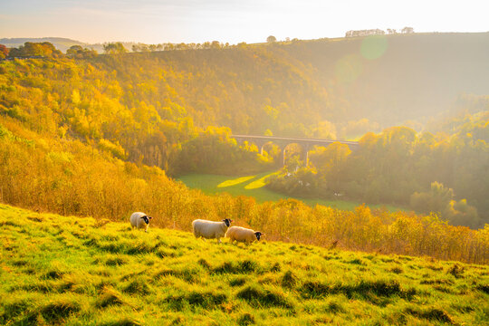 View of Monsal Dale with sheep grazing and a viaduct in autumn light in Bakewell, Derbyshire Dales, England