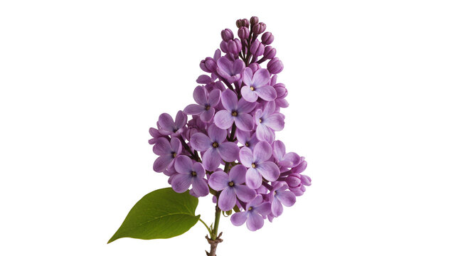 Purple lilac flower cluster with green leaf, isolated on transparent background