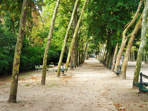 Trees line the path in the Jardin du Luxembourg park in Paris during a clear day in early autumn