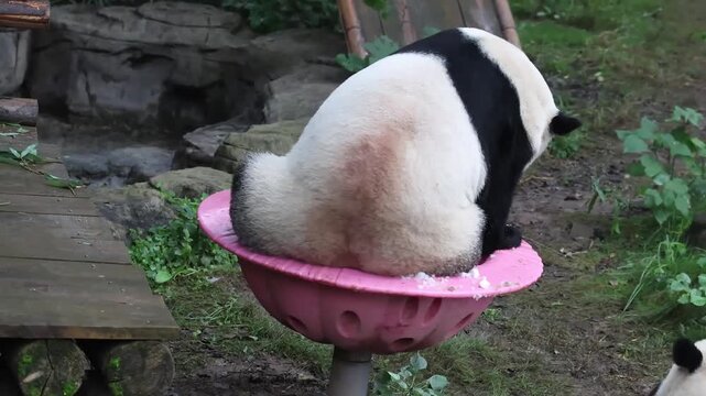 Mother Panda, Hao Qi sitting in the pink Spinning Bowl