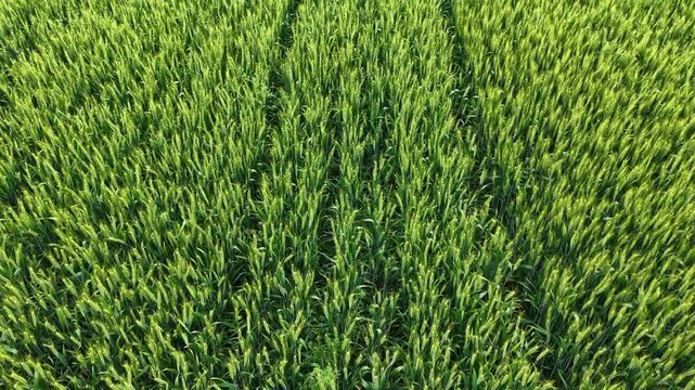 aerial view of Green Wheat Fields with Geometric Patterns