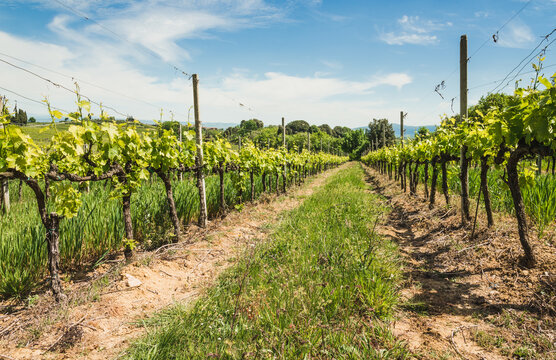 Vineyard in Rows at a Tuscany near Siena, Italy 
