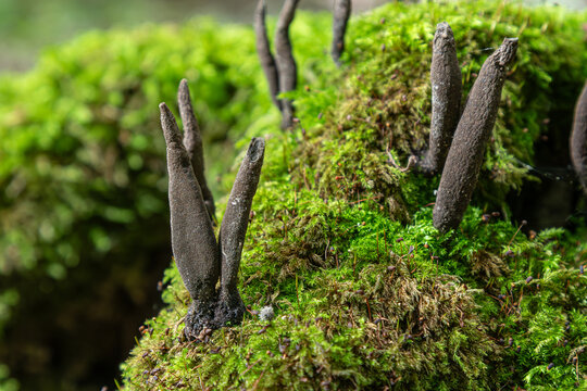 Dark finger-like fungi growth on mossy woodland floor in natural setting during daytime