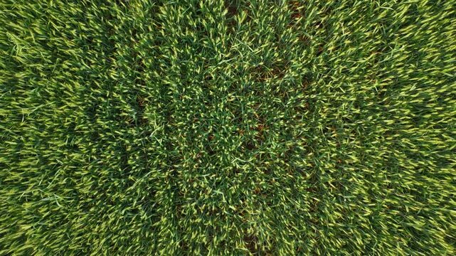 aerial view of Green Wheat Fields with Geometric Patterns